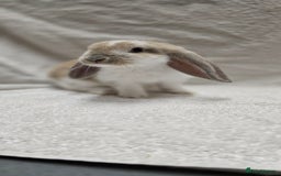 French Lop rabbits for sale: Beautiful French Lop Bunnies - Image 22