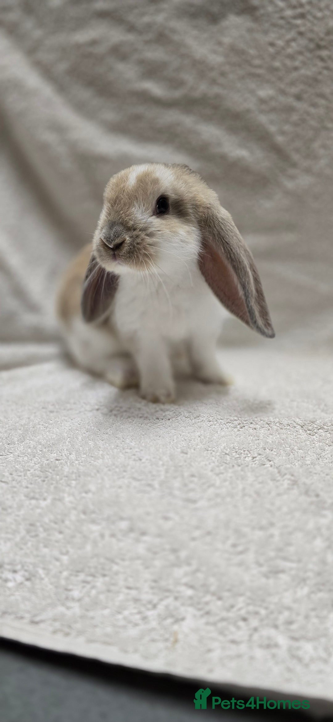 French Lop rabbits for sale: Beautiful French Lop Bunnies - Image 22