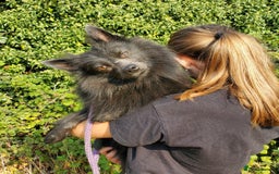 German Spitz dogs for sale: Friendly Freddie Looking For Loving Home - Image 2