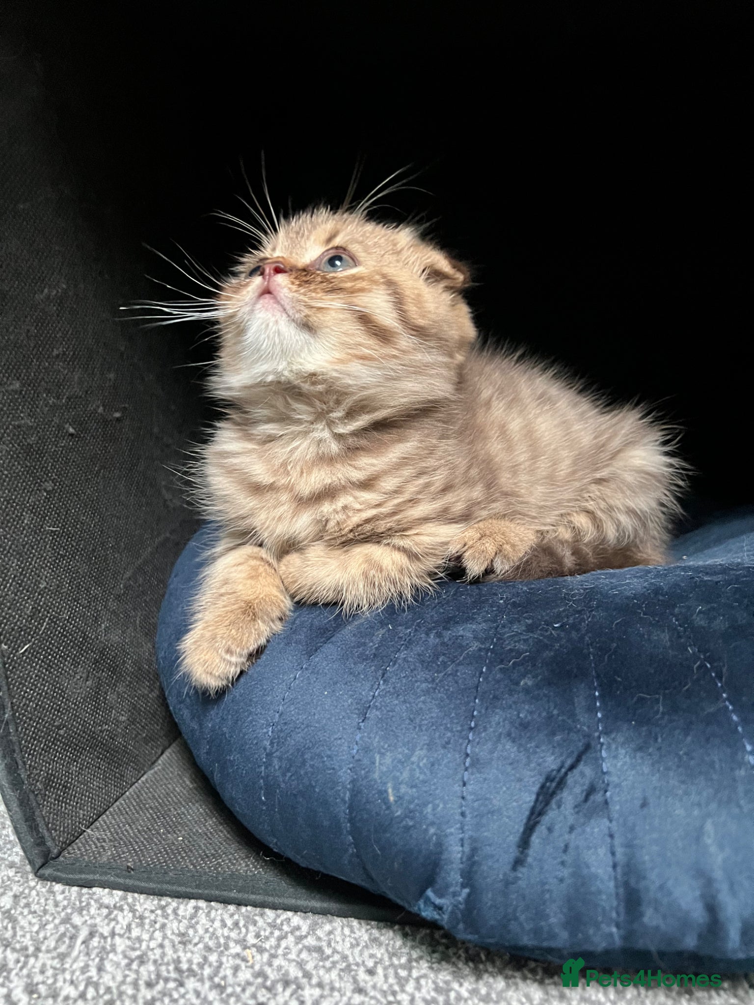 Scottish Fold cats Adorable Scottish Fold kittens 🐈‍⬛  - Advert 2