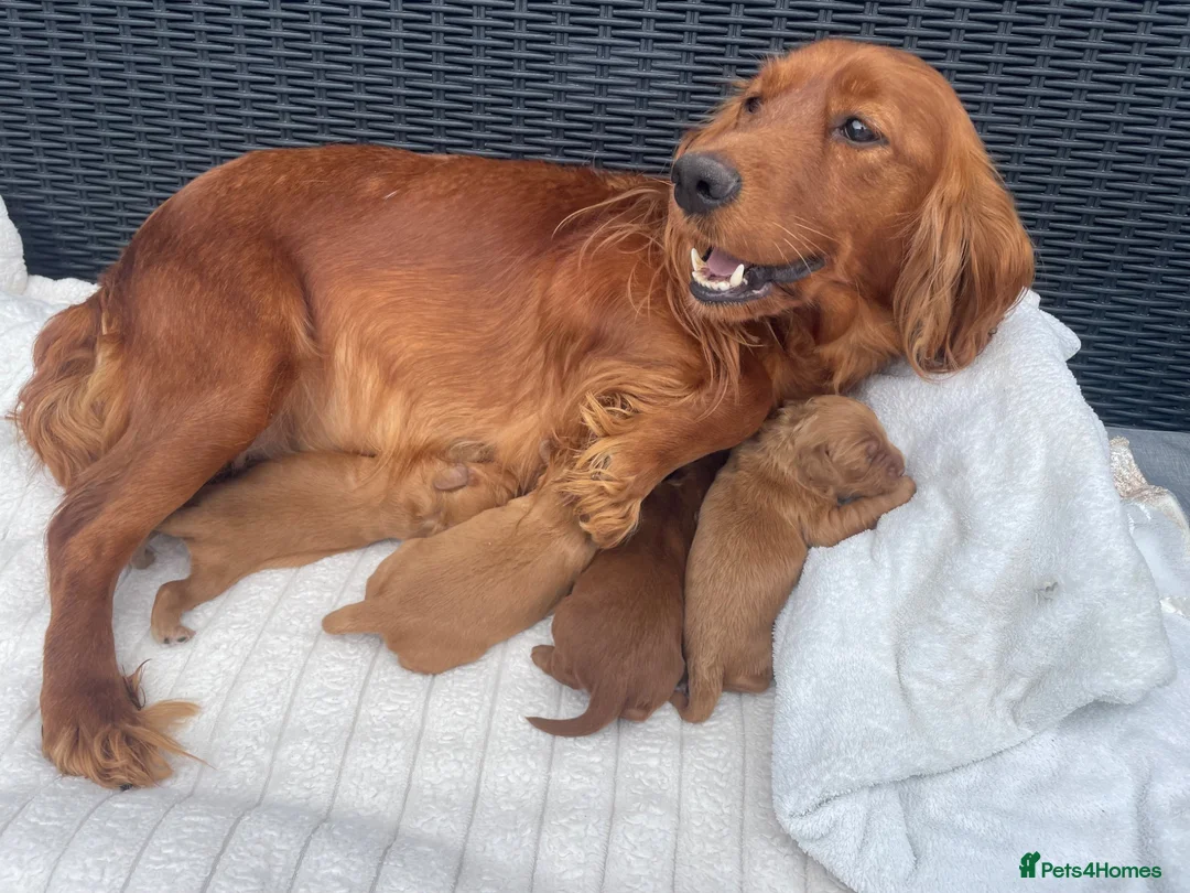 Cockapoo dogs for sale: Beautiful F1 cockapoos  - Advert 13