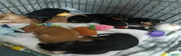 Miniature Pinscher dogs for sale: 6 Beautiful Miniature pincher Puppies  - Advert 12