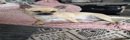 Chihuahua dogs for sale: Chihuahua gril 8moths old - Advert 7