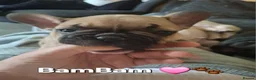 French Bulldog dogs for sale: STUNNING FRENCH BULL DOG PUPS READY NOW - Advert 21