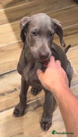 Weimaraner dogs - Advert 2