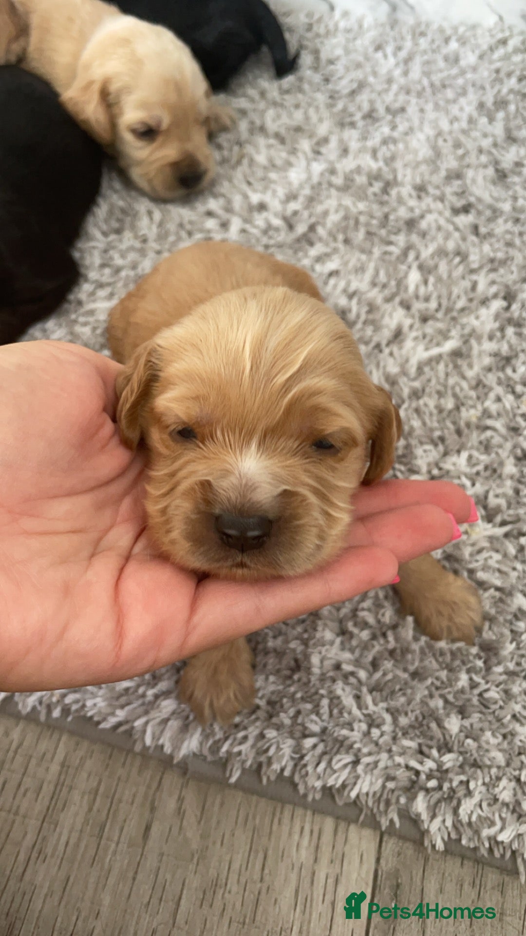 Cockerdor dogs Cockerdor Puppys 🐾 - Advert 13