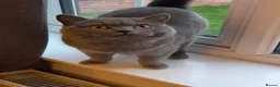 British Shorthair cats for sale: Full British shorthairs kittens - Advert 3
