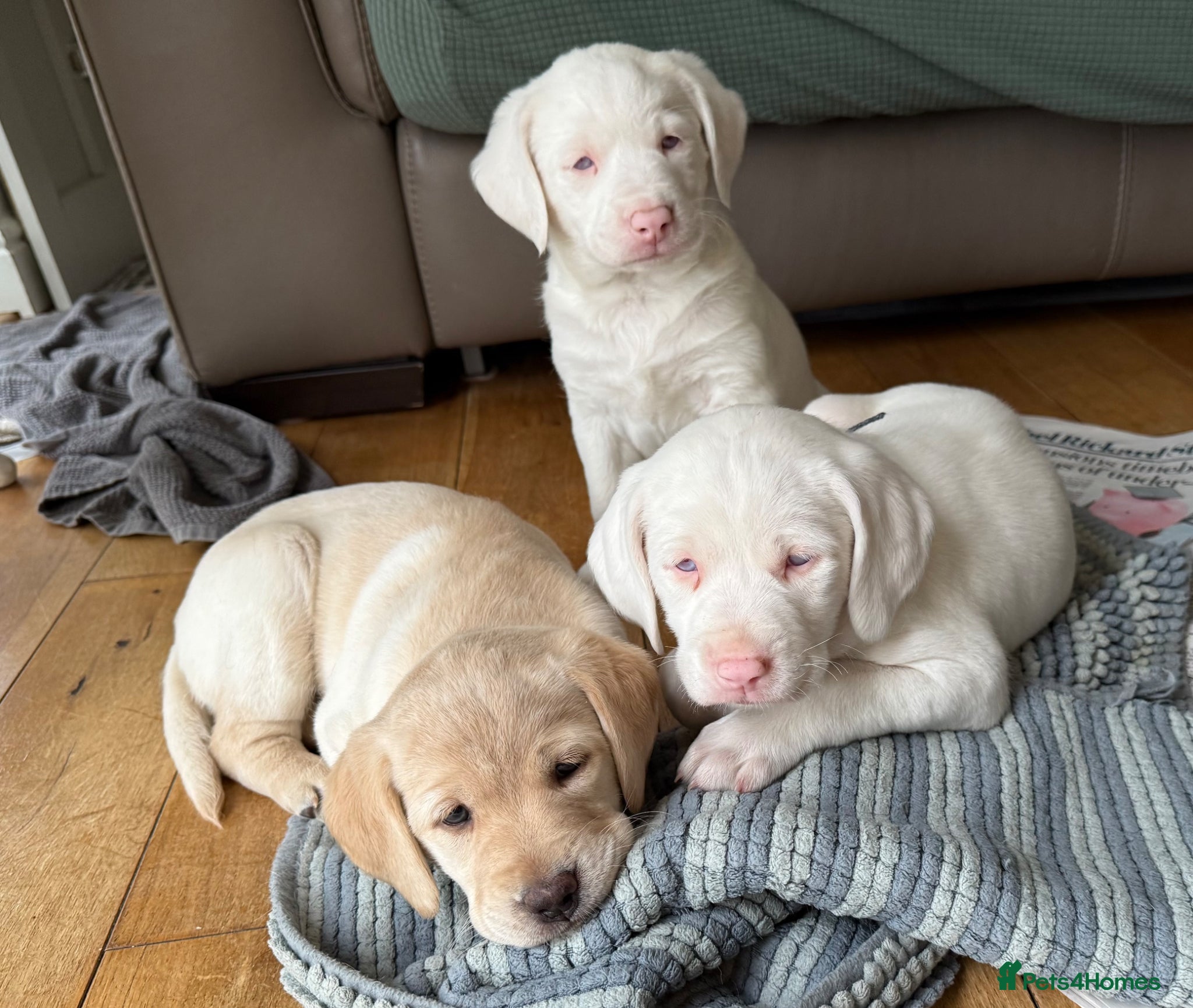 Springador dogs Adorable Yellow Labrador puppies.  - Advert 6