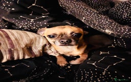 Chug dogs for stud: Handsome boy for stud - Image 7