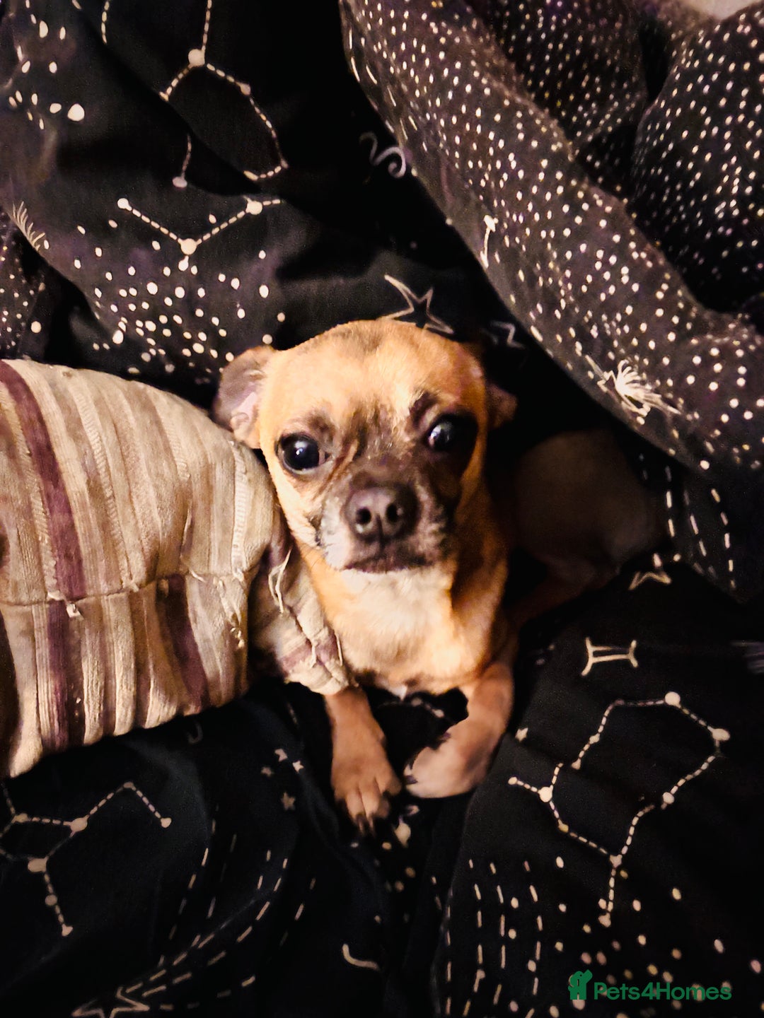 Chug dogs for stud: Handsome boy for stud - Image 7