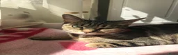 Mixed Breed cats for sale: Black kitten for sale - Advert 1