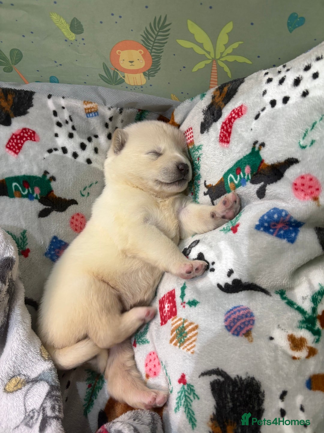 Huskita dogs for sale: american akuta X husky - Advert 20