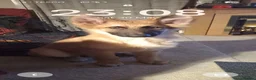 German Shepherd dogs for sale: Beau....German Shepherd  - Advert 3