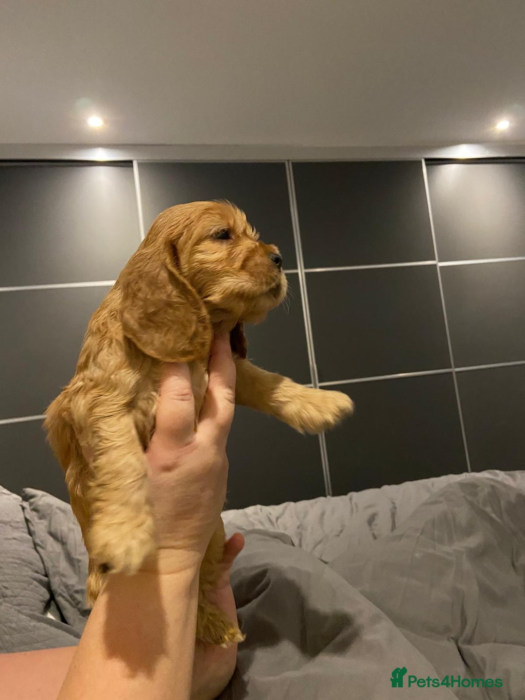 Cocker Spaniel dogs for sale: English Show Cocker Spaniels  - Advert 5