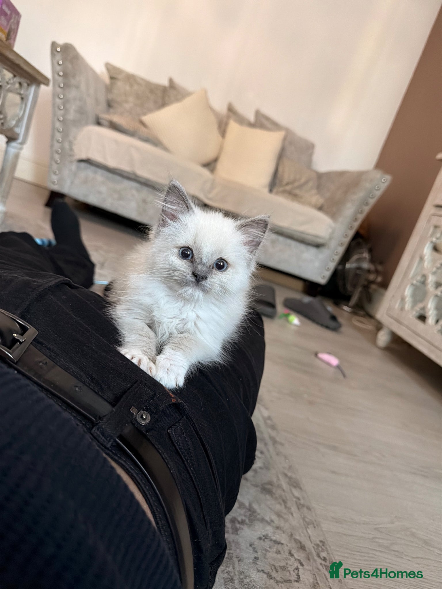 Ragdoll cats Ragdoll Kitten - Sweetest boy  - Advert 4