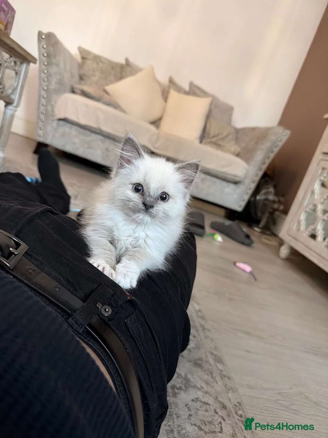 Ragdoll cats for sale: Ragdoll Kitten - Sweetest boy  - Advert 1