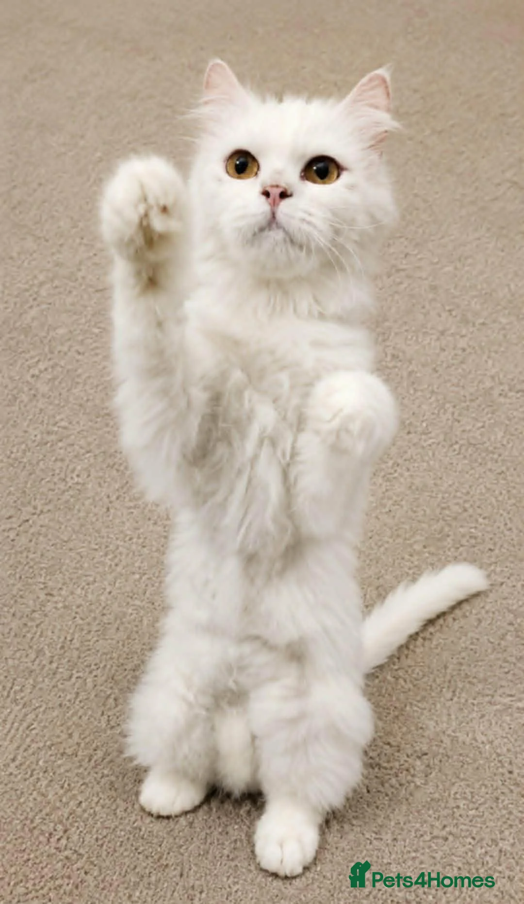 Mixed Breed cats for adoption: Sylvia seeks a loving home - Advert 3