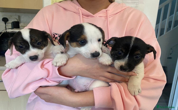 Jack Russell dogs - Advert 1