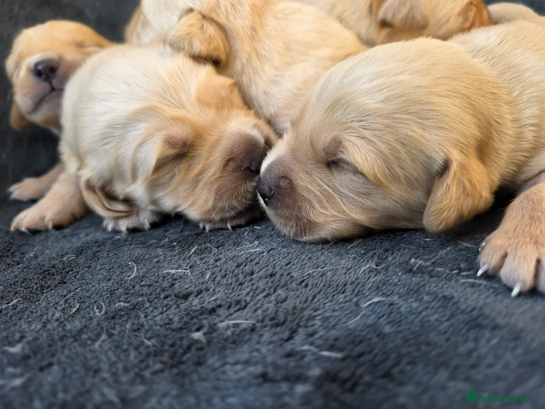Goldador dogs for sale: Beautiful Goldador Puppies – Home Raised - Advert 1