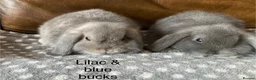 Mini Lop rabbits for sale: 4 gorgeous pure mini lops - Advert 11