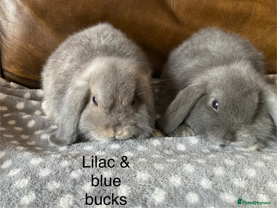 Mini Lop rabbits for sale: 4 gorgeous pure mini lops - Advert 11