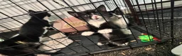 Mixed Breed cats for sale: Kittens need a new home in Wolverhampton - Advert 14