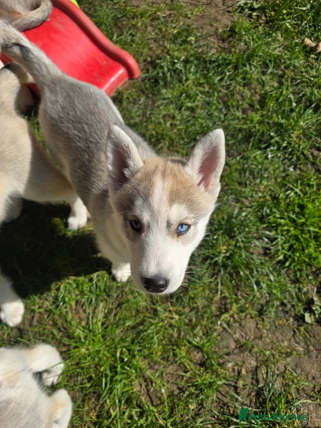Siberian Husky dogs for sale: Beautiful KC Reg Siberian Husky Puppies - Advert 2