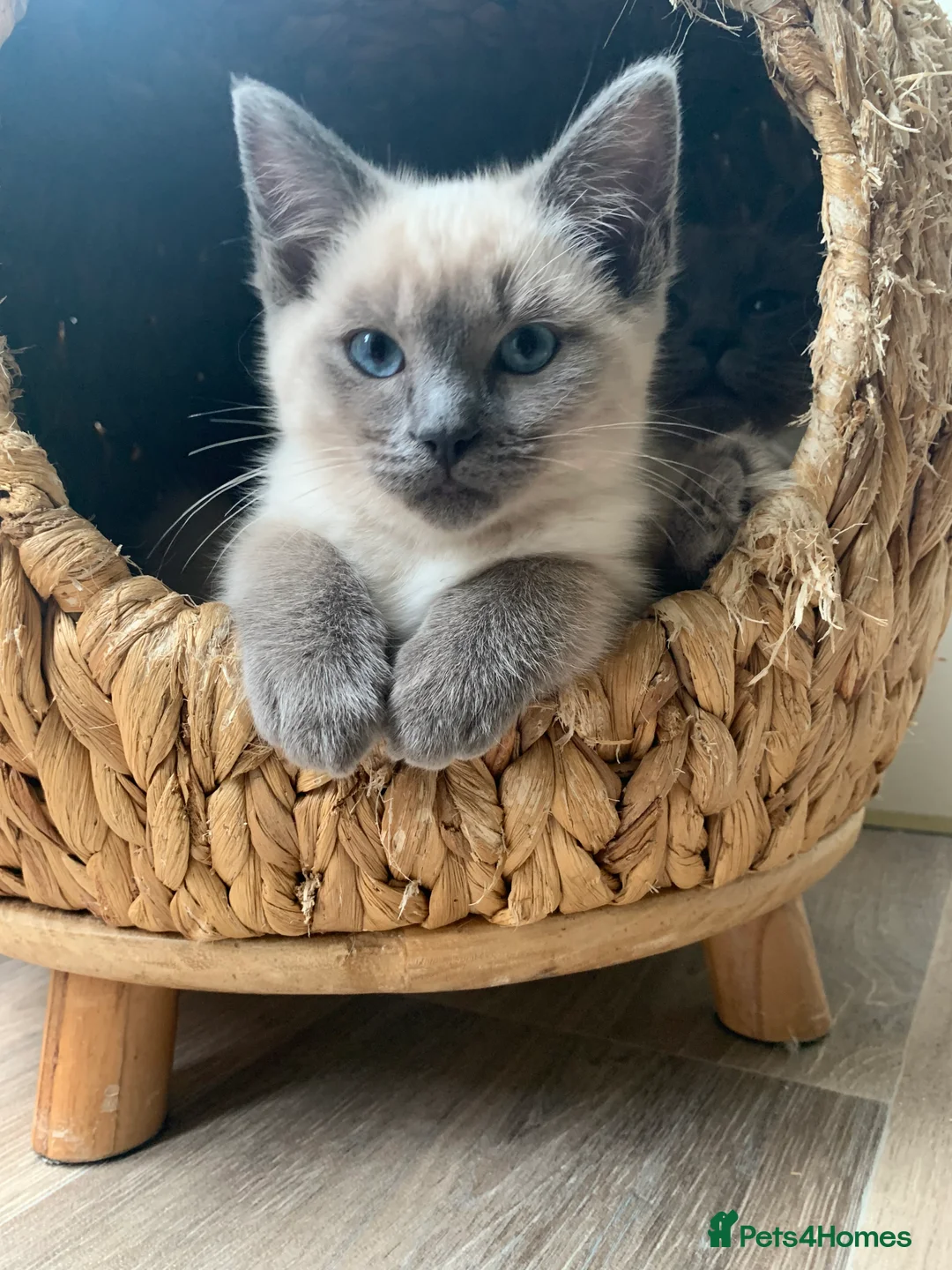 Ragdoll cats for sale: Ragdolls KITTENS AVAILABLE  - Advert 2