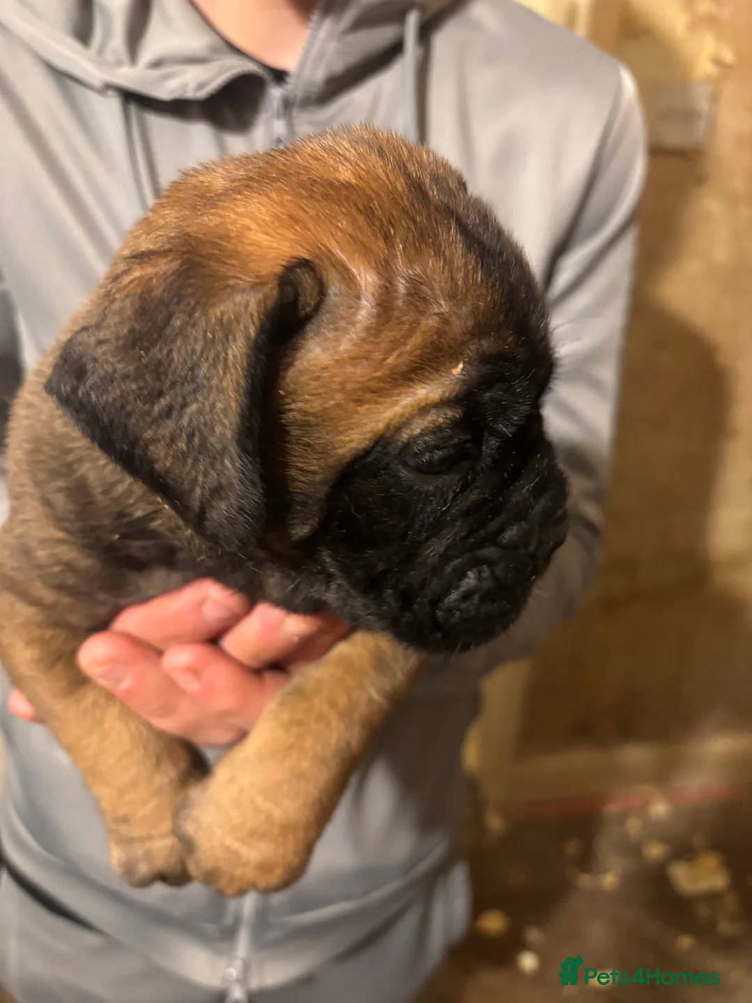 Bullmastiff dogs for sale: Stunning bullmastiff puppies  - Advert 7