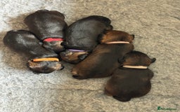 Border Terrier dogs for sale: Border Terrier KC Reg puppies - Image 4