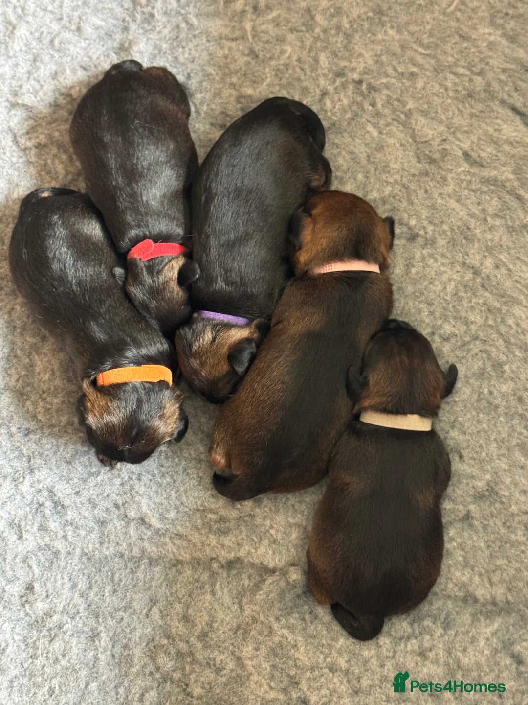 Border Terrier dogs for sale: Border Terrier KC Reg puppies - Image 4