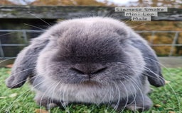 Mini Lop rabbits for sale: Various Mini lops available  - Advert 4