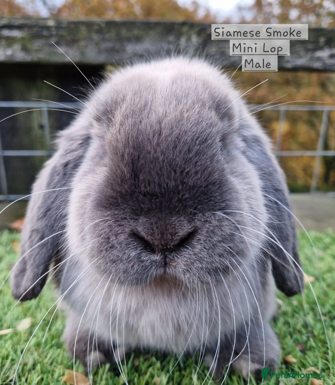 Mini Lop rabbits for sale: Various Mini lops available  - Advert 4