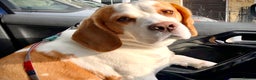 Beagle dogs for sale: Freddy needs a loving home - Advert 2