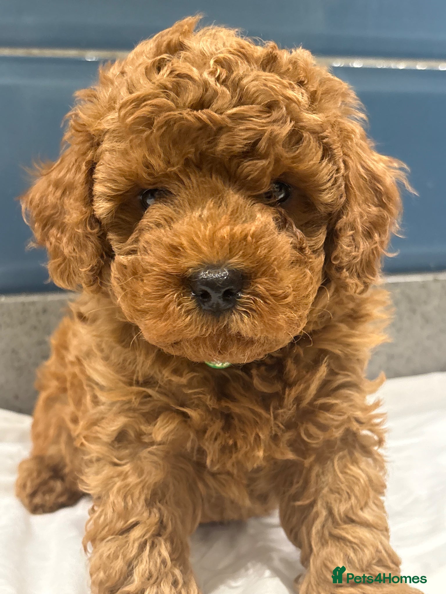 Cockapoo dogs Stunning Deep Red F1b Cockapoo Puppies - Advert 7