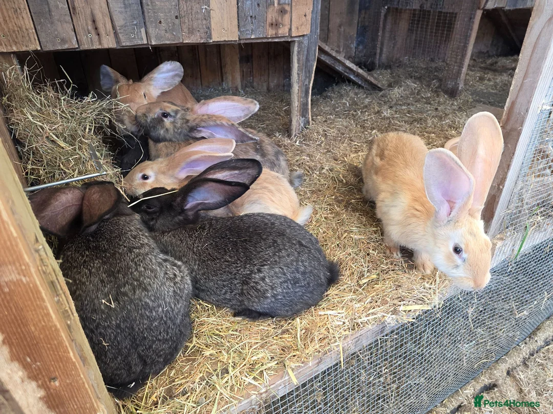 Continental Giant rabbits for sale: Continental giant rabbits in Wisbech - Advert 3