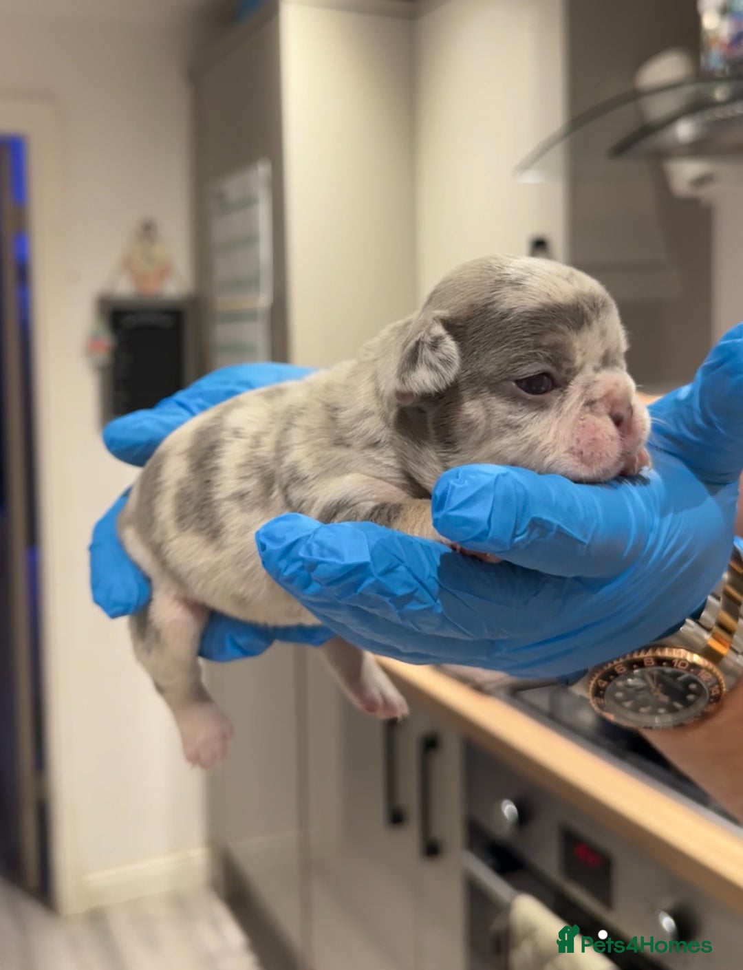 French Bulldog dogs for sale: Merle and lilac and tan French bulldog puppies - Image 4