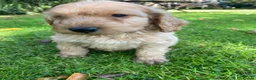 Cockapoo dogs for sale: F1 COCKAPOO BOY,READY NOW. - Advert 3