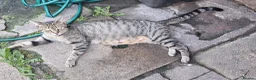 Mixed Breed cats for sale: Beautiful kittens  - Advert 9