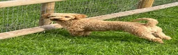 Labradoodle dogs for stud: KC Reg TOY POODLE Stud Dog DNA Tested Somerset - Advert 15