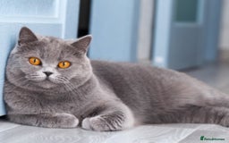 British Shorthair cats for sale: Espresso  - Image 7