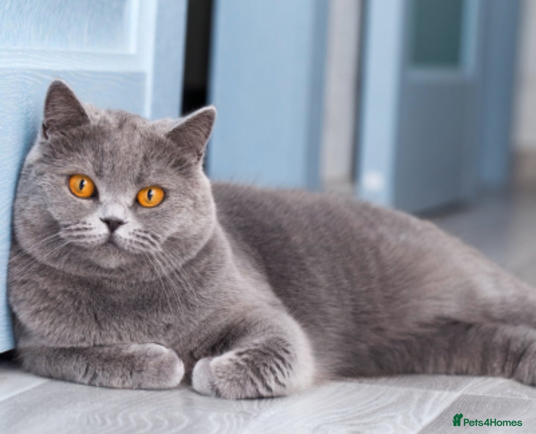 British Shorthair cats for sale: Espresso  - Image 7