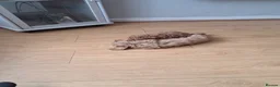 Cockapoo dogs for sale: Cockapoos F2 (deep red/faun) - Advert 15
