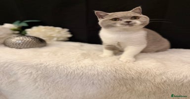 British Shorthair cats - Advert 12