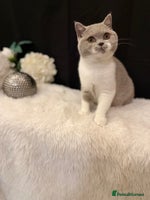 British Shorthair cats - Advert 12