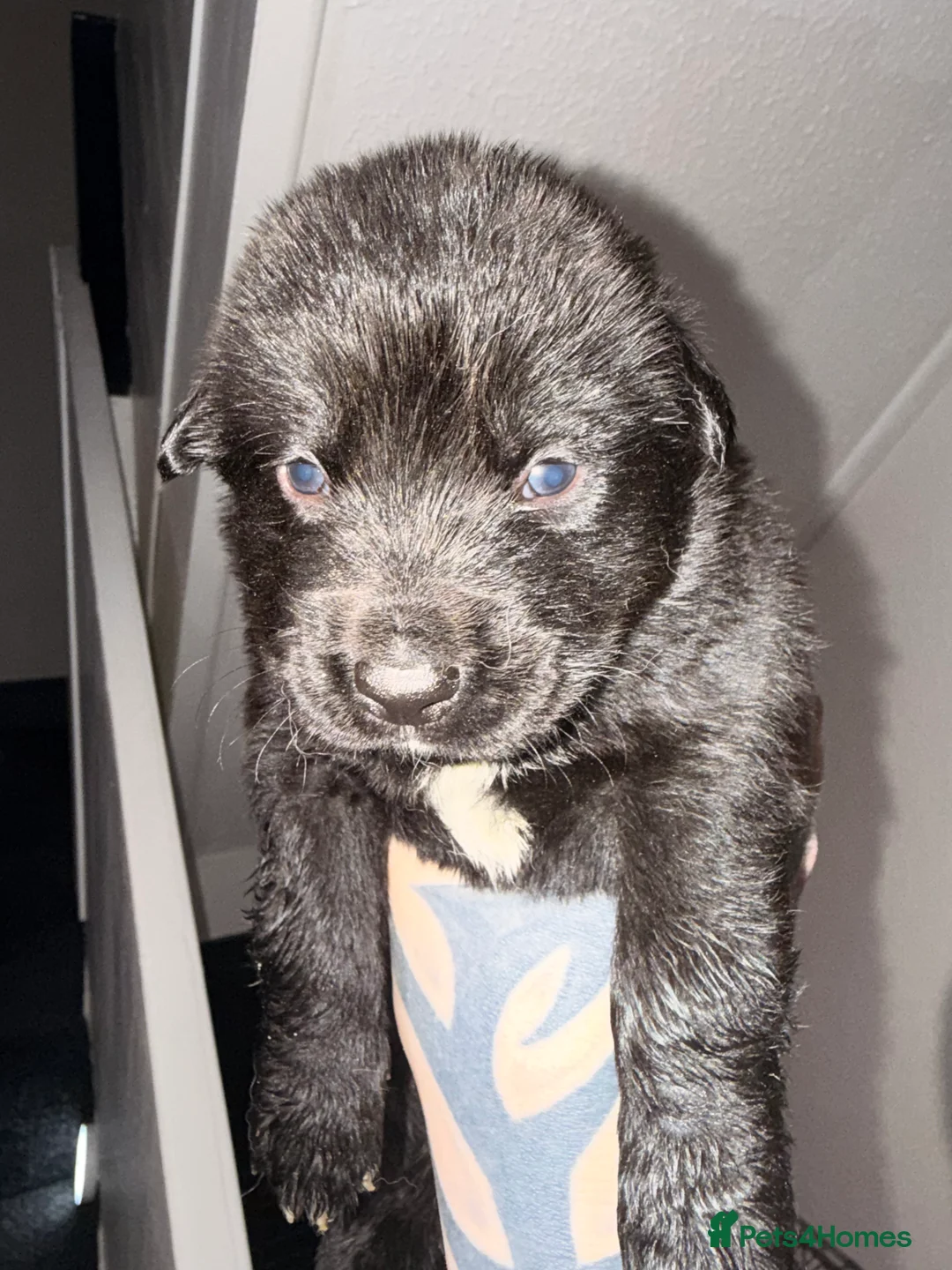 Mixed Breed dogs for sale: 3 girls 5 males puppies - Advert 9