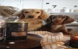 Miniature Dachshund dogs for sale: Bo & Evie mini dachshunds  - Image 6
