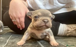 French Bulldog dogs for sale: ONE FEMALE LEFT -gorgeous grey French Bulldogs - Image 17