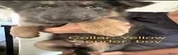 German Shepherd dogs for sale: Stunning German Shepherd Puppies for Sale! - Advert 10