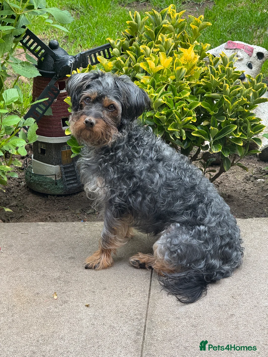 Yorkiepoo dogs for sale: Yorkiepoo  - Advert 1